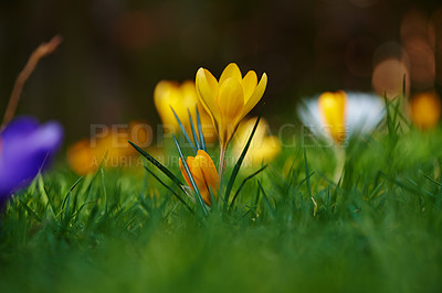 Buy stock photo Beautiful crocus in my garden in springtime