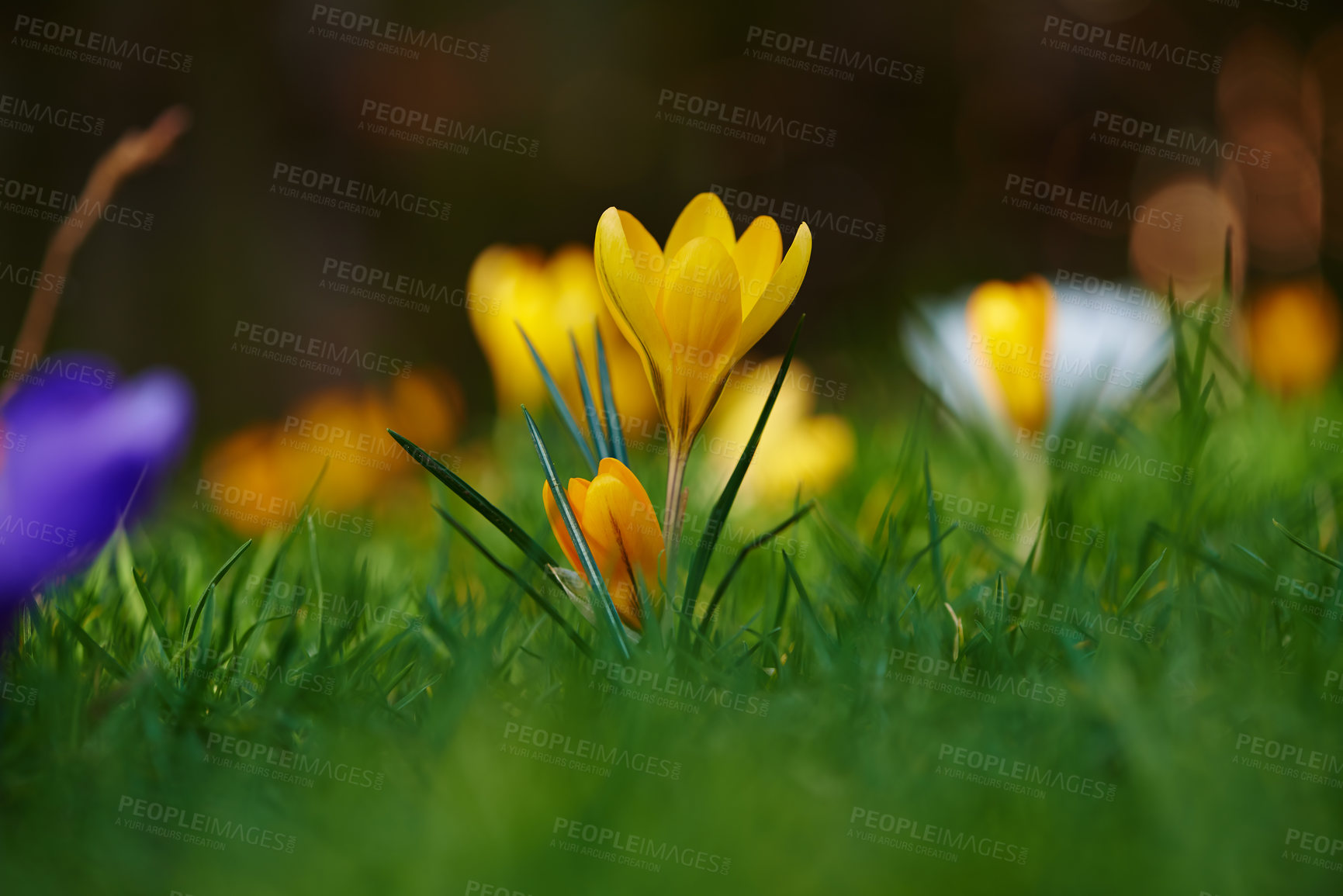 Buy stock photo Beautiful crocus in my garden in springtime