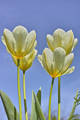 Buy stock photo Closeup of white tulips growing, blossoming and flowering against blue sky background. Low angle view of flowers blooming. Horticulture, cultivation of decorative plants symbolising love or affection