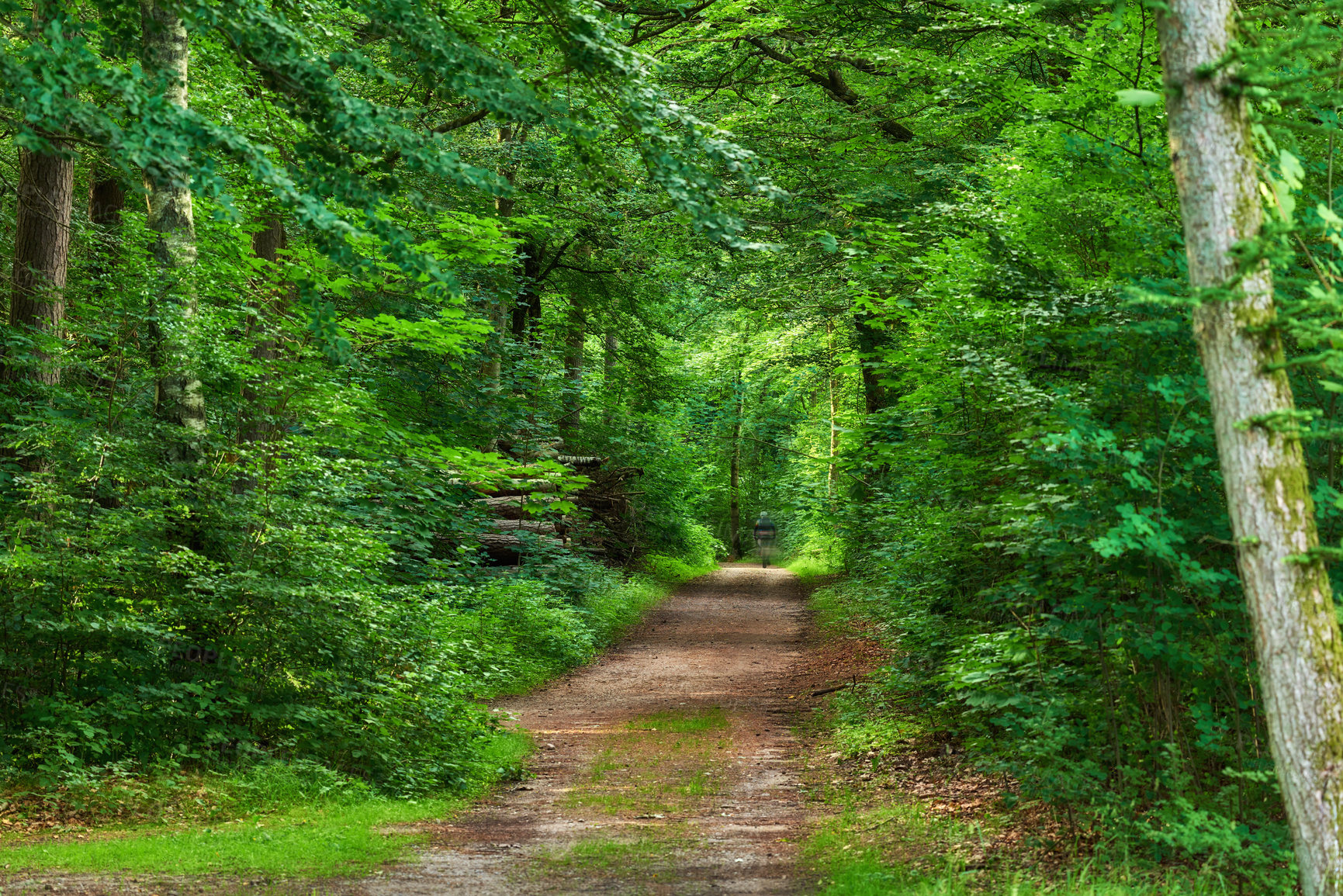 Buy stock photo Scenic pathway surrounded by lush green trees and greenery in nature in a Danish forest in springtime. Secluded park for adventure and walks during getaway vacation. Empty footpath in woods in summer