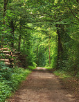 The forest in springtime