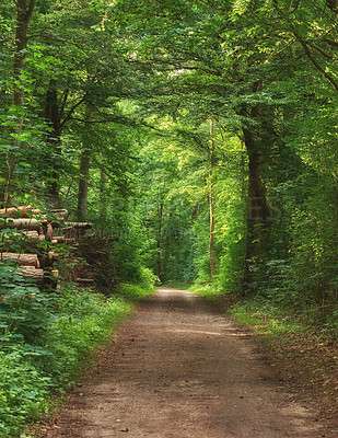 Buy stock photo Scenic pathway surrounded by lush green trees and greenery in nature in a Danish forest in springtime. Secluded and remote park for adventure, hiking and fun. Empty footpath in a woods during summer