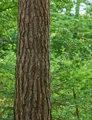 Buy stock photo Closeup of a tree trunk in a forest. A beautiful wild nature landscape of lush green leaves in the woods or an eco friendly environment with details of old bark textures and patterns