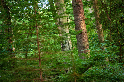 Buy stock photo Many green trees and bushes in a saturated forest. A scenic nature landscape of an empty jungle with lush foliage. A wild outdoor environment with lots of plants in spring or summer