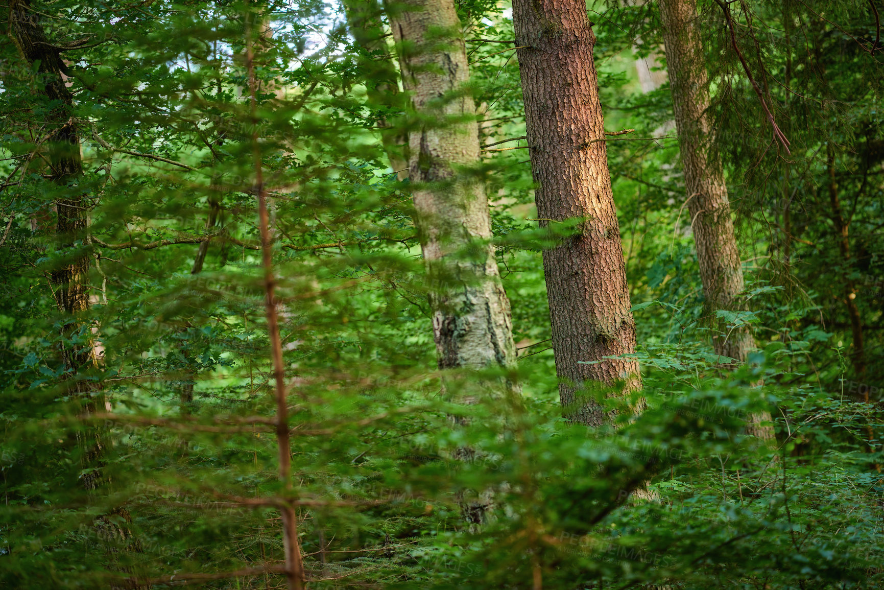 Buy stock photo Many green trees and bushes in a saturated forest. A scenic nature landscape of an empty jungle with lush foliage. A wild outdoor environment with lots of plants in spring or summer