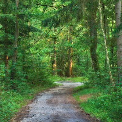 Buy stock photo Scenic pathway surrounded by lush green trees and greenery in nature in a Danish forest in springtime. Deserted walkway in a forest with scenery for adventure. Empty footpath in a woods during summer