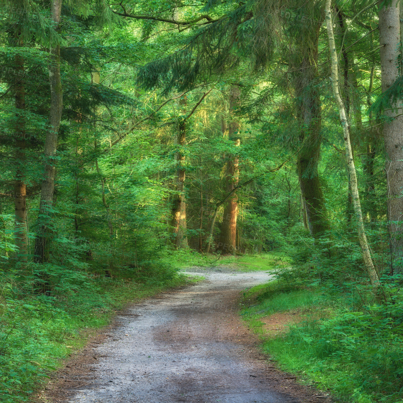 Buy stock photo Scenic pathway surrounded by lush green trees and greenery in nature in a Danish forest in springtime. Deserted walkway in a forest with scenery for adventure. Empty footpath in a woods during summer