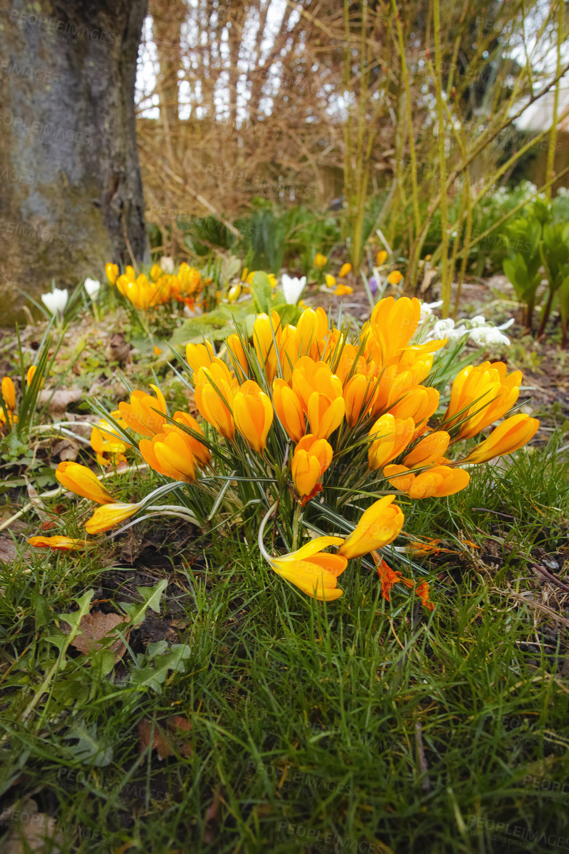 Buy stock photo Beautiful crocus in my garden in springtime