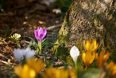 Buy stock photo Beautiful crocus in my garden in springtime