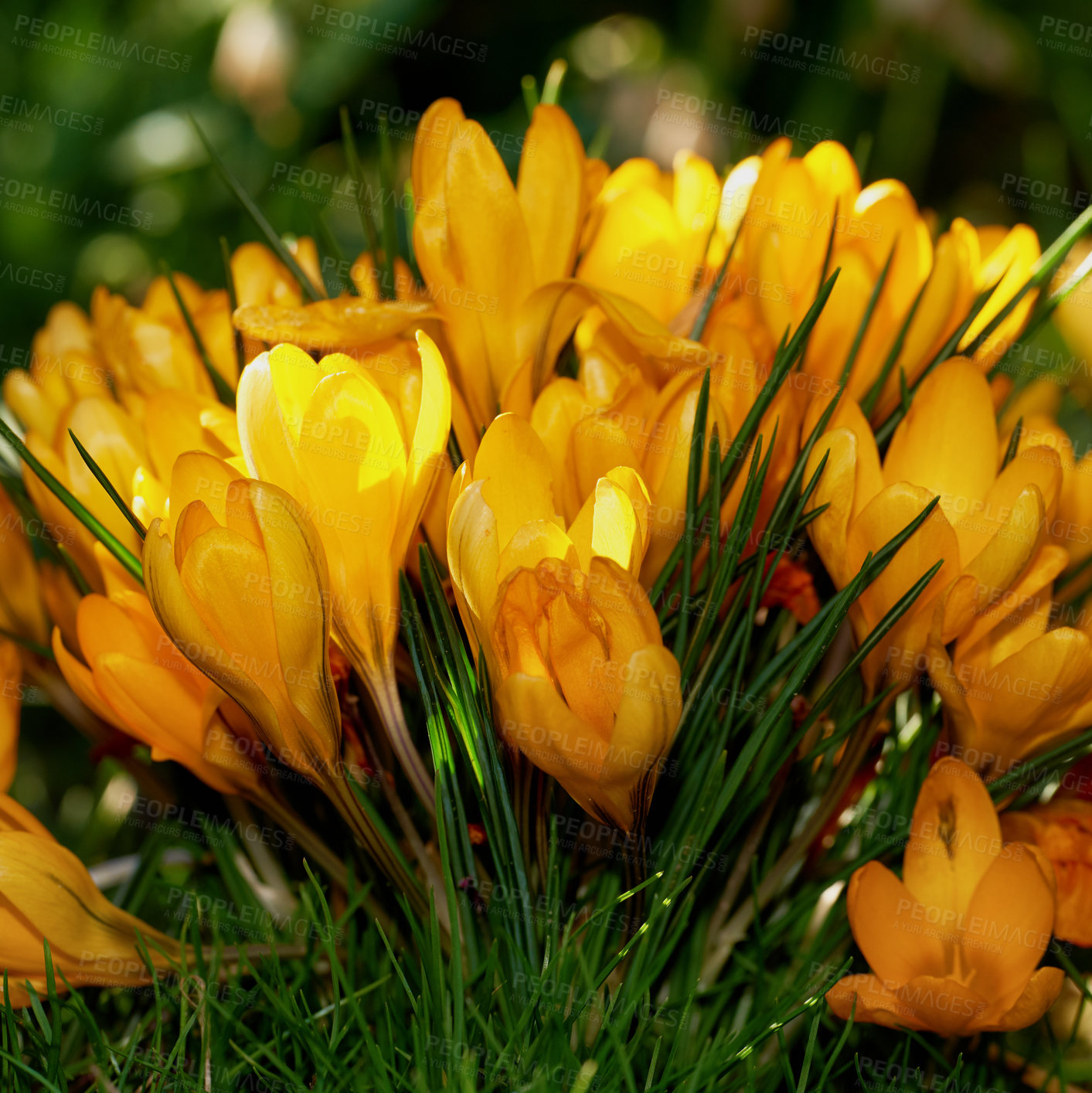 Buy stock photo Beautiful crocus in my garden in springtime