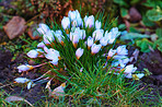 Beautiful crocus in the spring