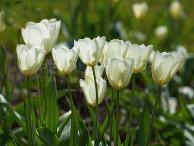 Buy stock photo Beautiful white tulips in my garden in early springtime