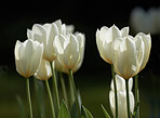 White tulips in my garden