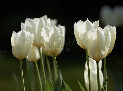 Buy stock photo Beautiful white tulips in my garden in early springtime