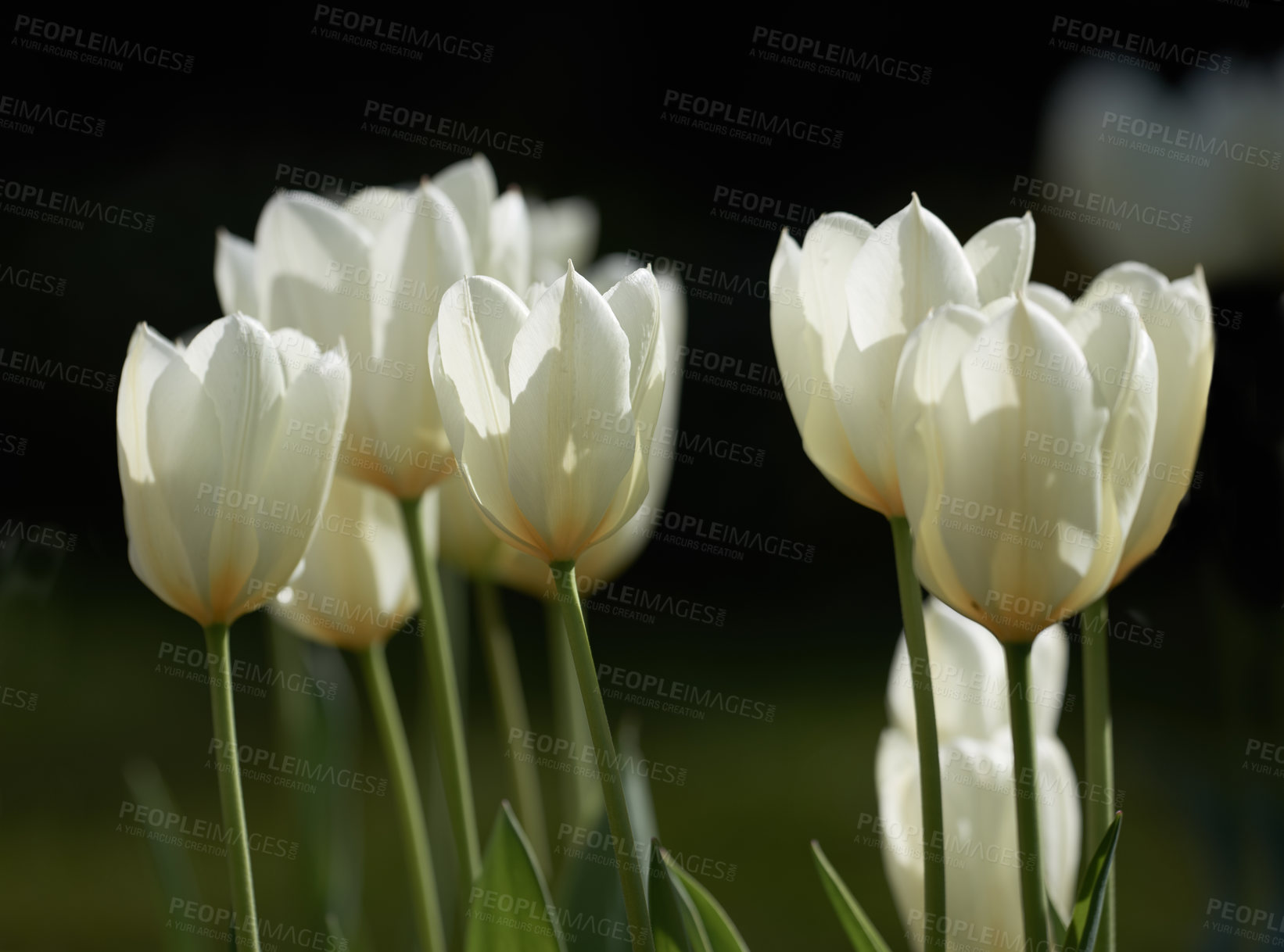 Buy stock photo Beautiful white tulips in my garden in early springtime