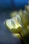 White tulips in my garden