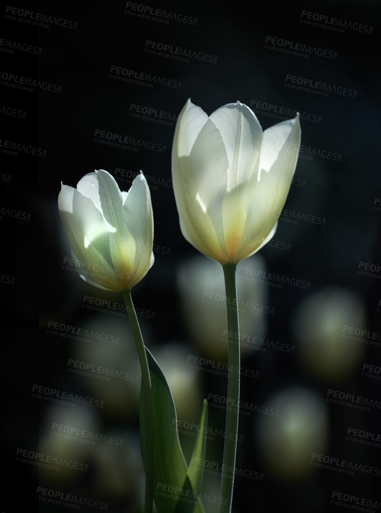 Buy stock photo Beautiful white tulips in my garden in early springtime