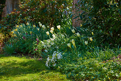 Buy stock photo Beautiful white tulips in my garden in early springtime