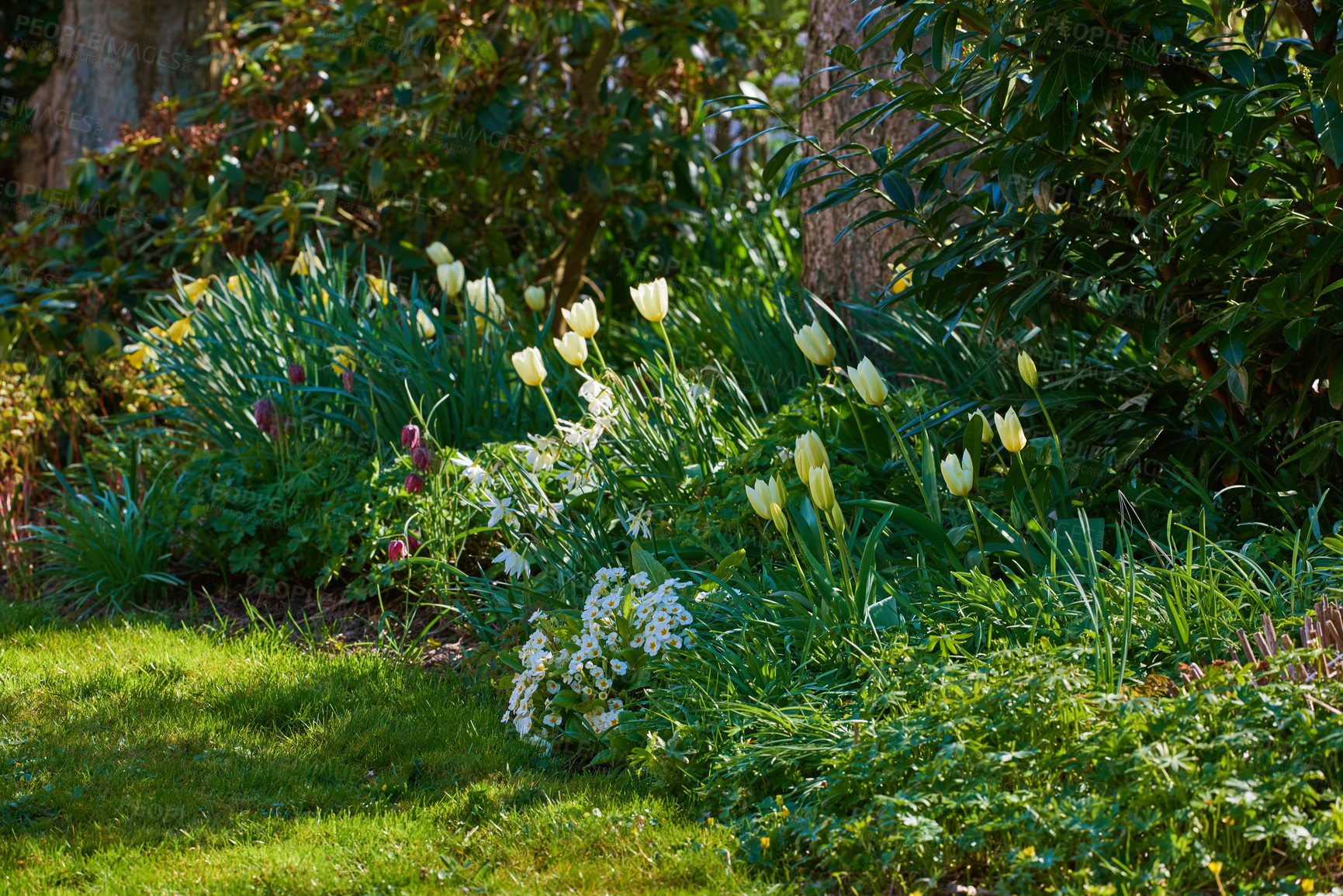 Buy stock photo Beautiful white tulips in my garden in early springtime