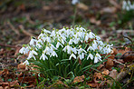 Common snowdrop - Galanthus nivalis 