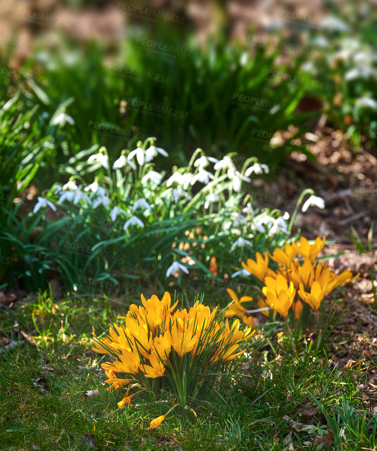 Buy stock photo Beautiful crocus in my garden in springtime