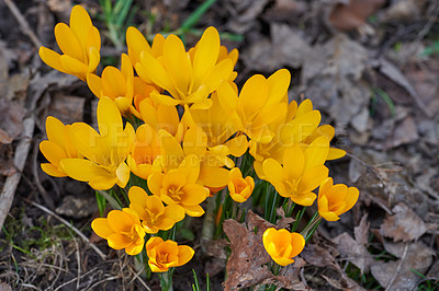 Buy stock photo Beautiful crocus in my garden in springtime