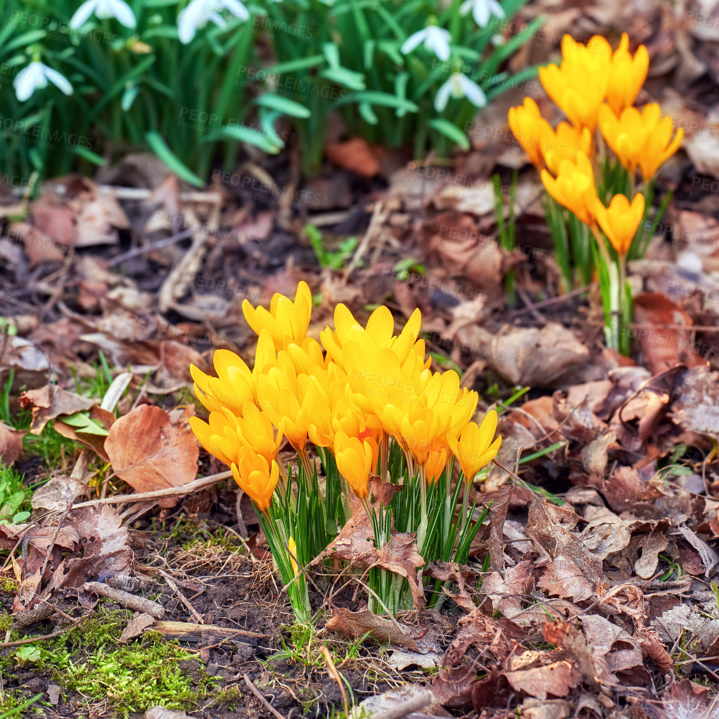 Buy stock photo Beautiful crocus in my garden in springtime