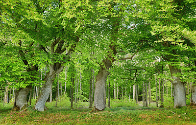 Buy stock photo Shot of plant life outside