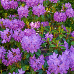 Purple Rhododendron Flowers