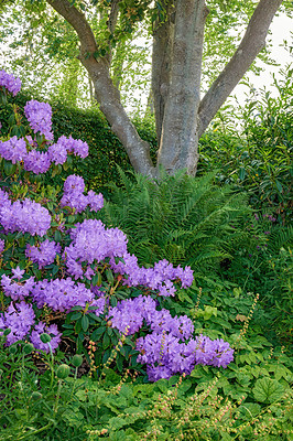 Buy stock photo Shot of plant life outside