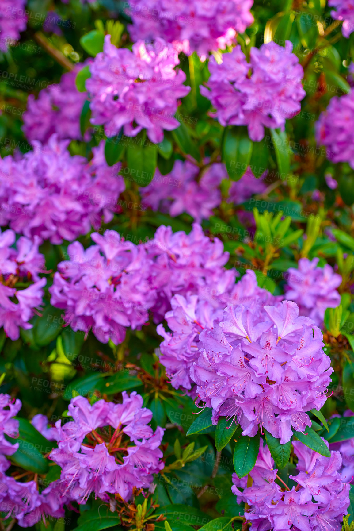 Buy stock photo Rhododendron is a genus of 1,024 species of woody plants in the heath family, either evergreen or deciduous, and found mainly in Asia, although it is also widespread throughout the Southern Highlands of the Appalachian Mountains of North America.