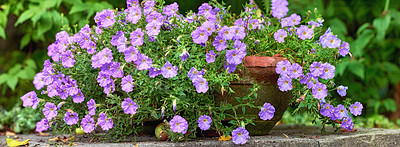 Buy stock photo Closeup of purple lycianthes rantonnetii flowers growing and flowering in clay pot plant in quiet or secluded home garden. Textured detail of blue potato bush or Paraguay nightshade plants blossoming