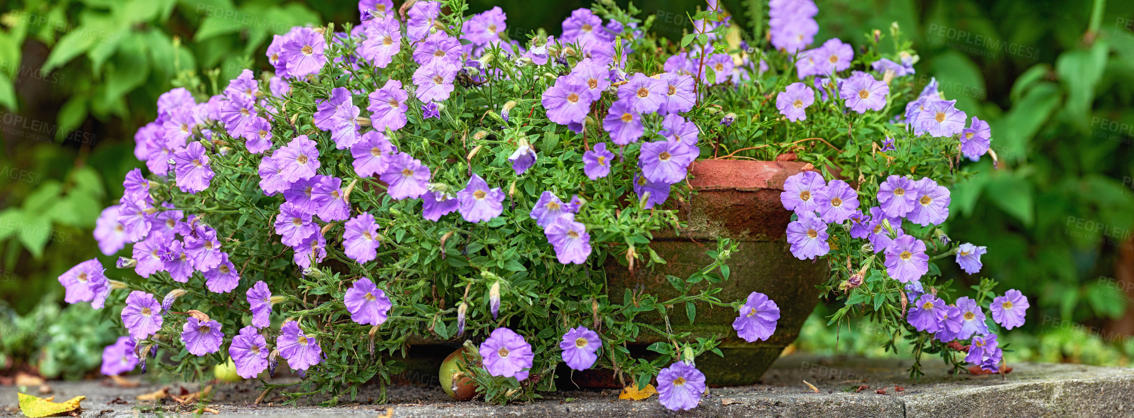 Buy stock photo Closeup of purple lycianthes rantonnetii flowers growing and flowering in clay pot plant in quiet or secluded home garden. Textured detail of blue potato bush or Paraguay nightshade plants blossoming