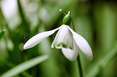 Buy stock photo Closeup of white snowdrop flower or galanthus nivalis blossoming in nature during spring. Bulbous, perennial and herbaceous plant from the amaryllidaceae species thriving in a green garden outdoors