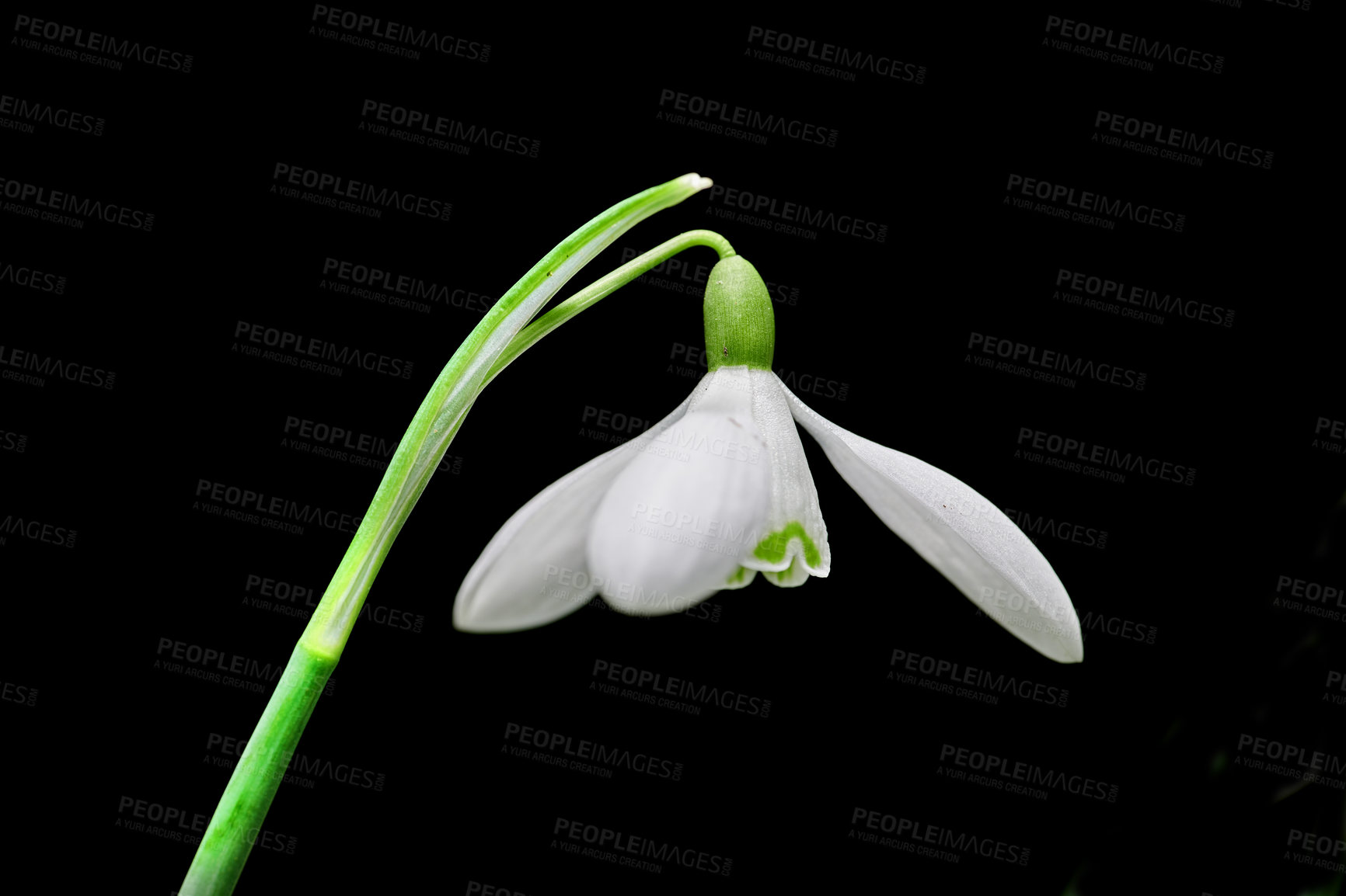 Buy stock photo Closeup of a snowdrop flower isolated on dark background. Details of a common white flowering plant or Galanthus Nivalis growing with pretty petals, leaves and stem blooming during spring season