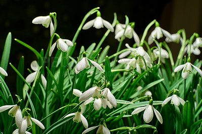 Buy stock photo Closeup of a bush of white snowdrop flower isolated against a black copy space background in nature. Galanthus nivalis growing in the dark, blossoming and flowering in a meadow or garden in spring