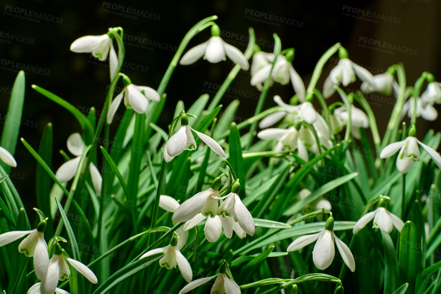 Buy stock photo Closeup of a bush of white snowdrop flower isolated against a black copy space background in nature. Galanthus nivalis growing in the dark, blossoming and flowering in a meadow or garden in spring