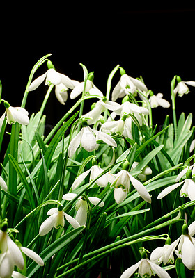 Buy stock photo Closeup of a bunch of white common snowdrop flowers growing in studio isolated against a black background. Galanthus nivalis budding, blossoming, blooming and flowering with dark backdrop copy space