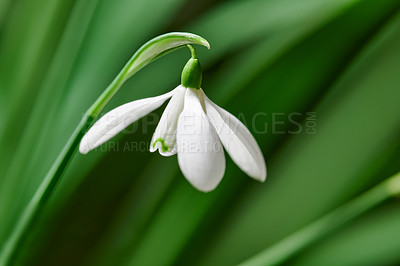 Buy stock photo Closeup of a white common snowdrop flower growing against a green copy space background in a remote field. Galanthus nivalis blossoming, blooming and flowering in a meadow or home backyard garden