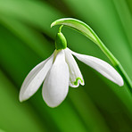 Common snowdrop - Galanthus nivalis 