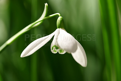 Buy stock photo Closeup of a snowdrop flower on a nature green background with copy space. Common white flowering plant or Galanthus Nivalis growing with pretty petals, leaves and stem blooming during spring season