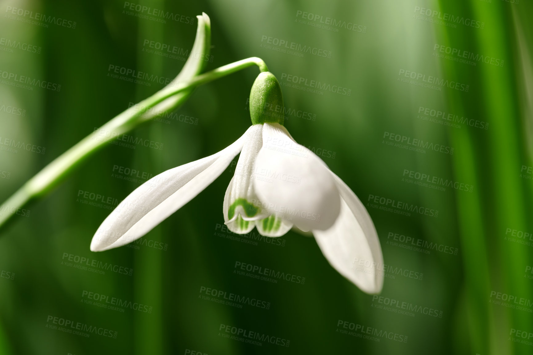 Buy stock photo Closeup of a snowdrop flower on a nature green background with copy space. Common white flowering plant or Galanthus Nivalis growing with pretty petals, leaves and stem blooming during spring season