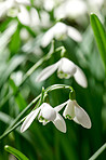 Common snowdrop - Galanthus nivalis 