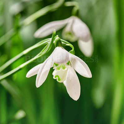 Buy stock photo Closeup of white common snowdrop flowers growing against a green copyspace background in a remote field. Galanthus nivalis blossoming, blooming and flowering in a meadow or home backyard garden