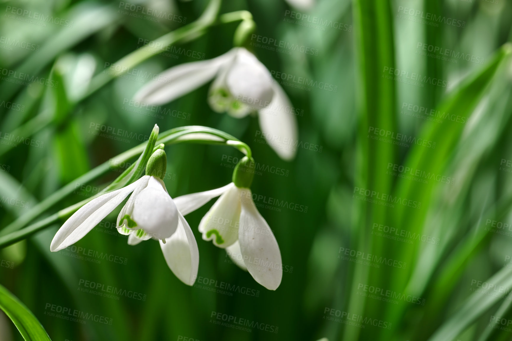 Buy stock photo Closeup of white common snowdrop flowers growing against a green copyspace background in a remote field. Galanthus nivalis blossoming, blooming and flowering in a meadow or home backyard garden