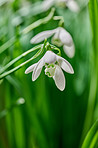 Common snowdrop - Galanthus nivalis 