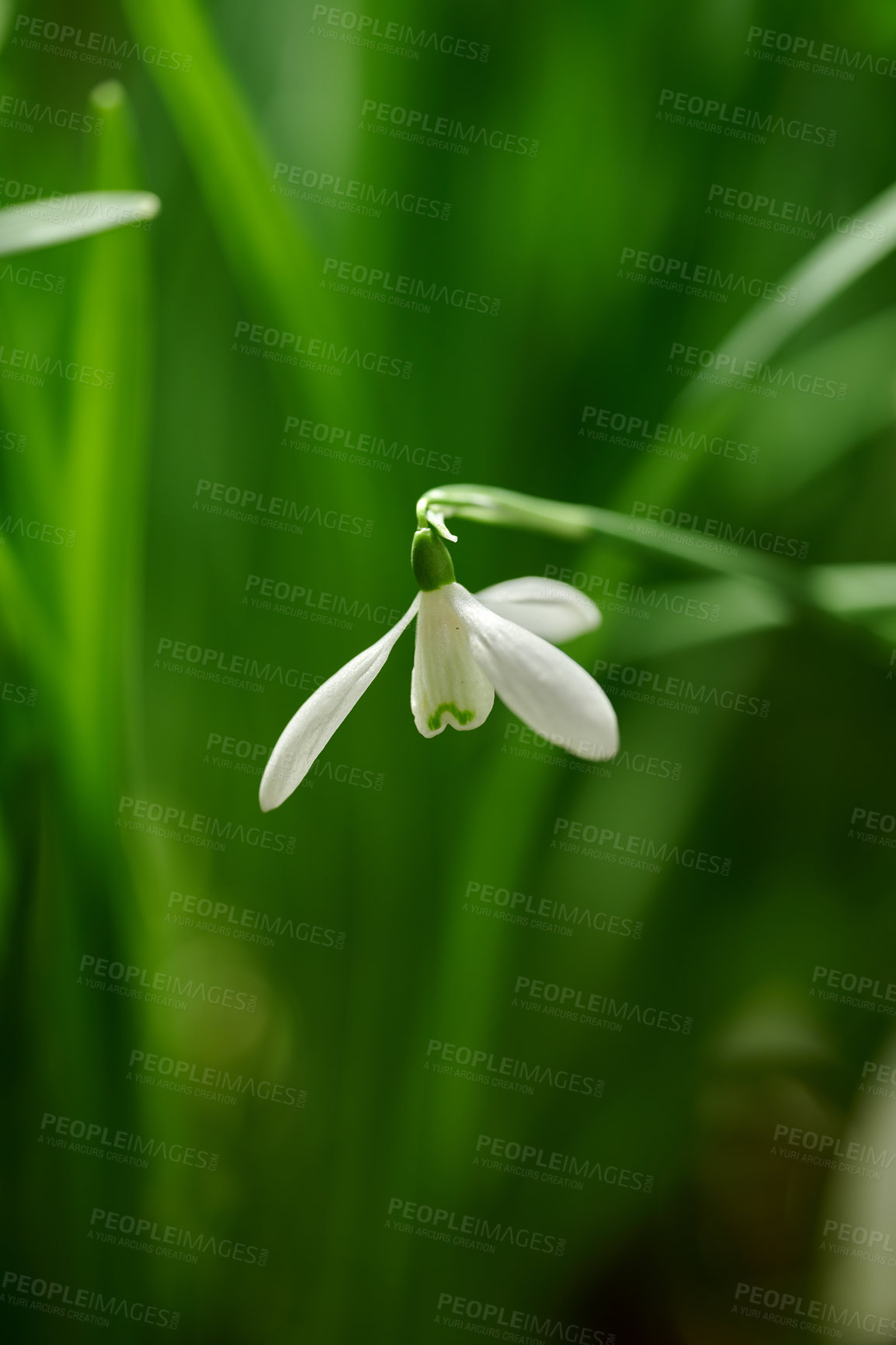 Buy stock photo Single white common snowdrop flower growing against a green copy space background in a remote field. Closeup Galanthus nivalis blossoming, blooming and flowering in a meadow or home backyard garden