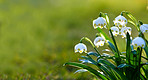 Common snowdrop - Galanthus nivalis 