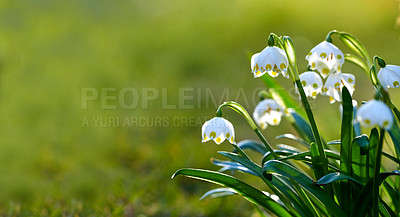 Buy stock photo Galanthus nivalis was described by the Swedish botanist Carl Linnaeus in his Species Plantarum in 1753, and given the specific epithet nivalis, meaning snowy (Galanthus means with milk-white flowers). T