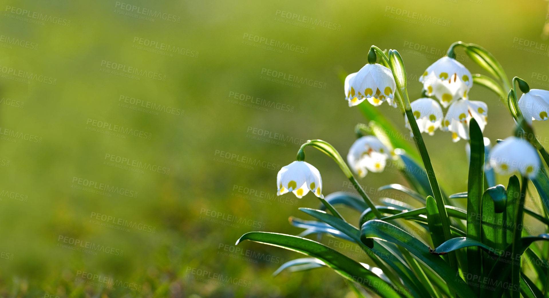 Buy stock photo Galanthus nivalis was described by the Swedish botanist Carl Linnaeus in his Species Plantarum in 1753, and given the specific epithet nivalis, meaning snowy (Galanthus means with milk-white flowers). T